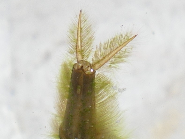 Larva di Dytiscidae da vicino